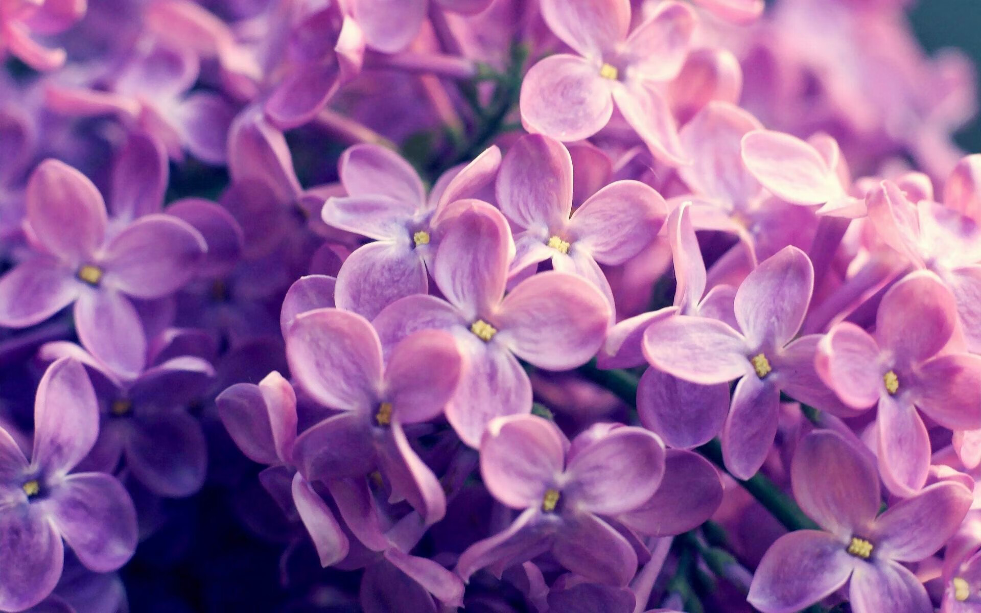 女子混合泳美队再破全国纪录，2012女子混合泳