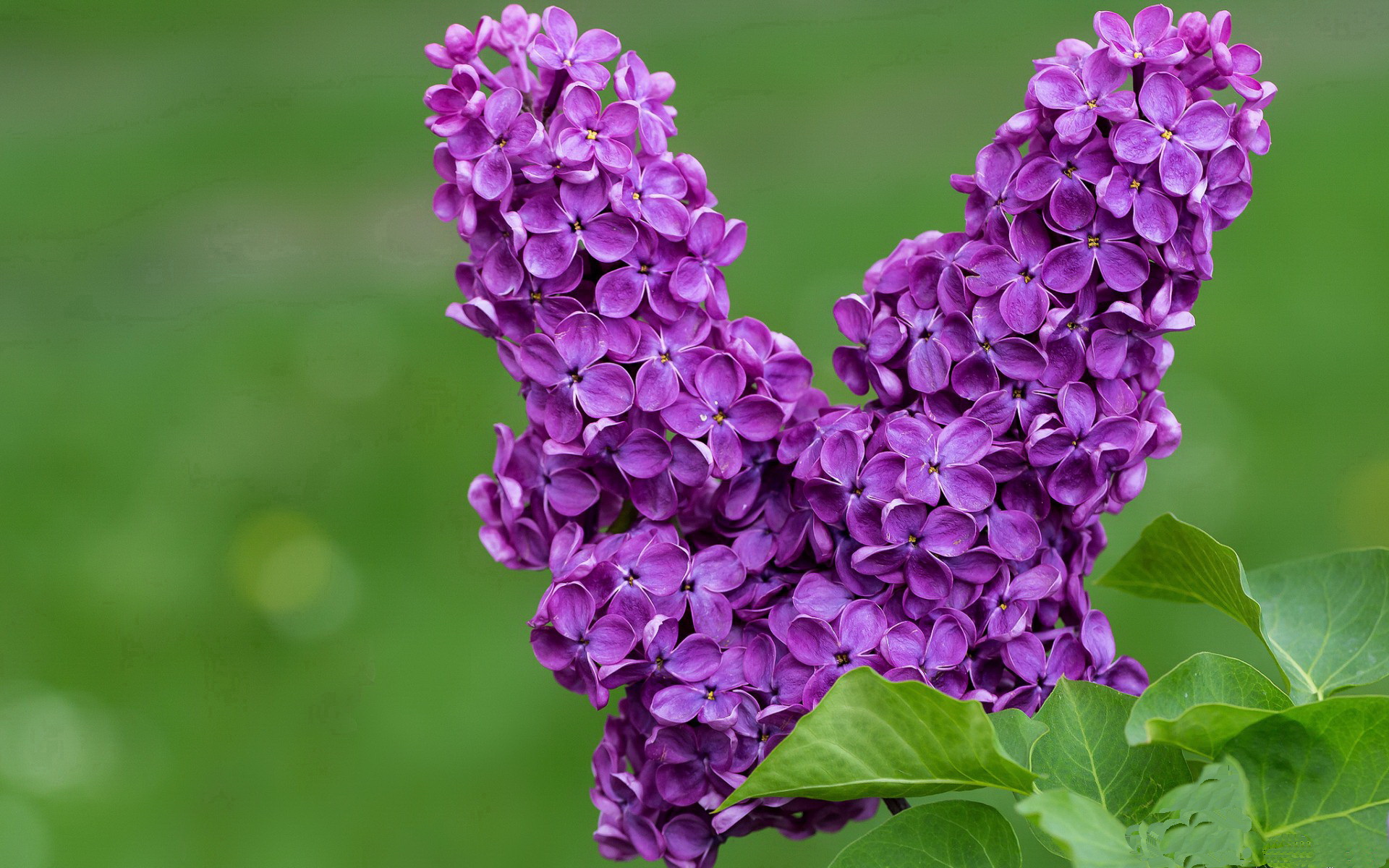 熊猫体育app下载-女篮姑娘征战海外赛场经验值爆表