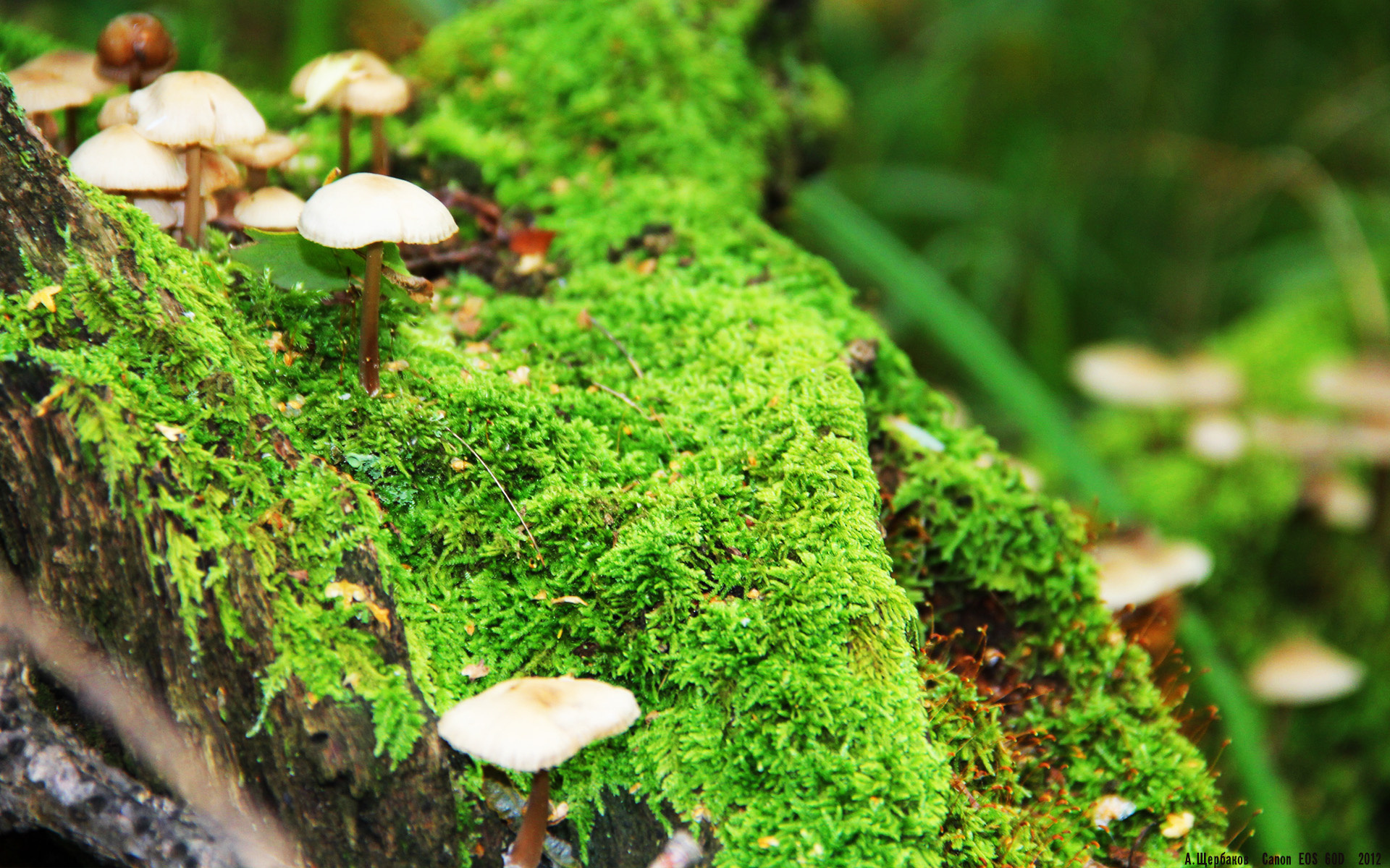 “马科斯·莫奇的精准封堵与强大压迫感,帮助美洲狮队屡次克敌制胜”