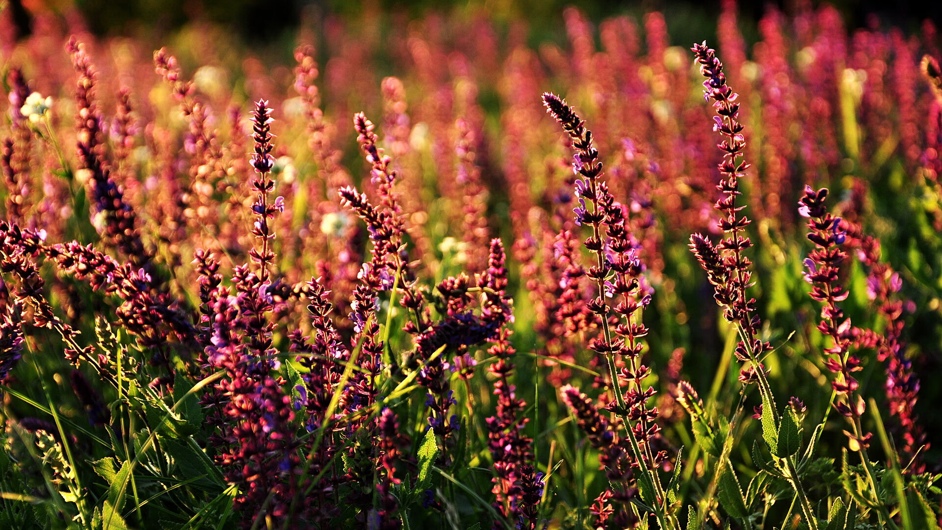 科特迪瓦男篮在非洲锦标赛中持续发光,体育崛起加速,非洲 科特迪瓦